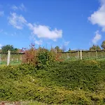 Kleine Reblaus * Bad Waltersdorf