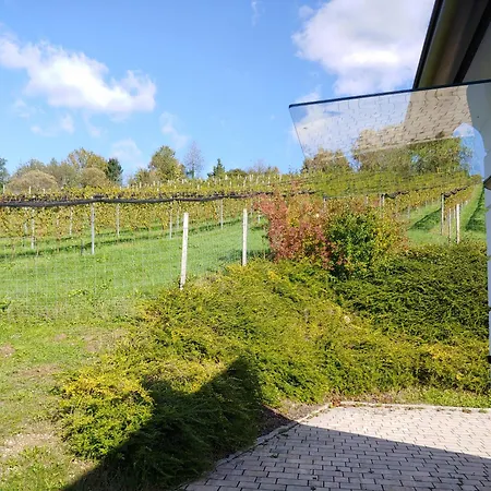 Kleine Reblaus *